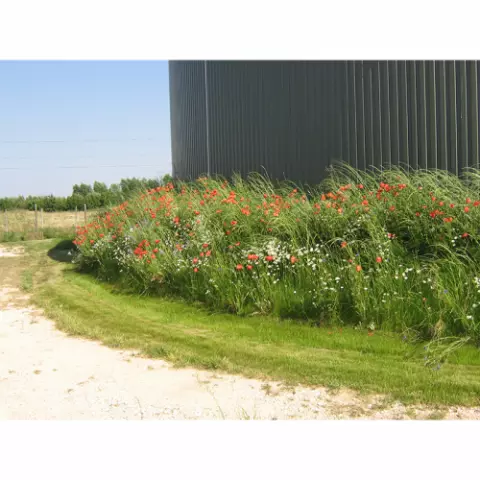 Biodegradable Grass Seed Mat For Vegetative Restoration