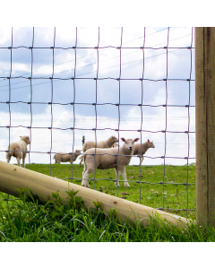 Fencing Stock and Lamb