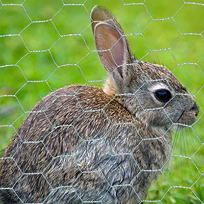 Hexagonal Rabbit Fencing Hexagonal Rabbit Fencing