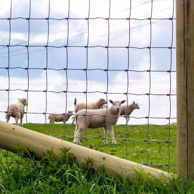 Stock & Lamb Fencing Stock & Lamb Fencing